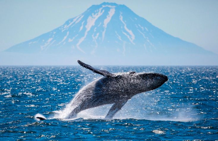 Где посмотреть китов в России: варианты туров от 25 тысяч до трёх миллионов  рублей